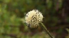 Dipsacus inermis