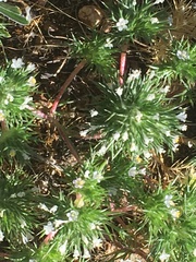 Navarretia intertexta