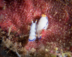 Hypselodoris peasei
