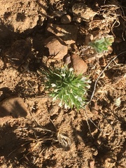 Navarretia intertexta