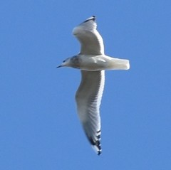 Larus brachyrhynchus