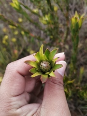 Leucadendron stelligerum