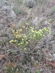 Leucadendron stelligerum