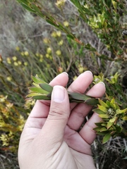 Leucadendron stelligerum