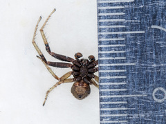 Xysticus ephippiatus