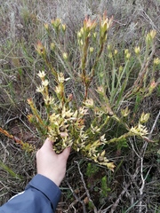 Leucadendron stelligerum