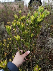 Leucadendron stelligerum