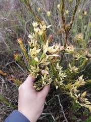 Leucadendron stelligerum