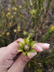 Leucadendron stelligerum