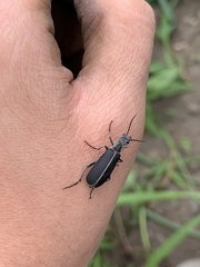 Epicauta cinerea-group