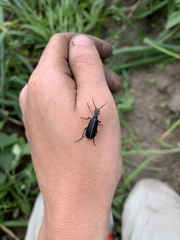 Epicauta cinerea-group