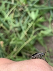 Epicauta cinerea-group