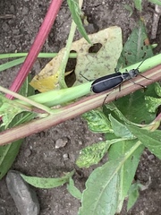 Epicauta cinerea-group