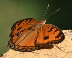 Junonia almana javana