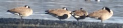 Branta hutchinsii