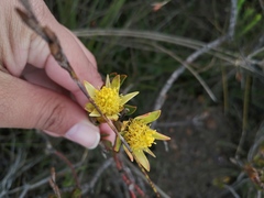 Leucadendron stelligerum