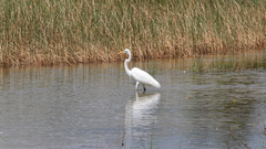 Ardea alba