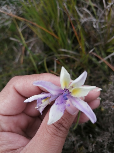 Babiana patula
