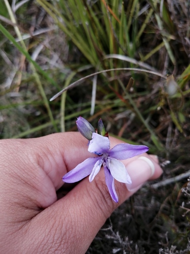 Babiana patula