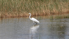 Ardea alba