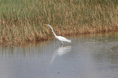 Ardea alba