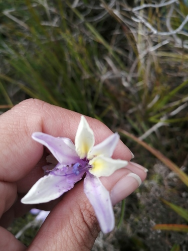 Babiana patula