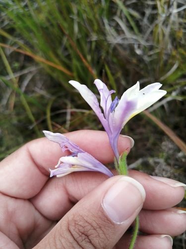 Babiana patula