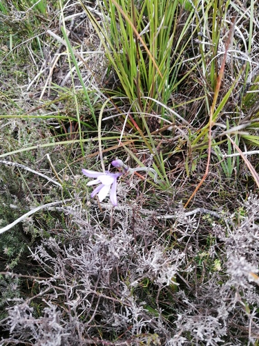 Babiana patula