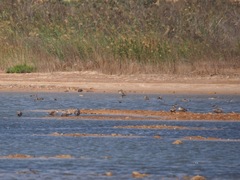 Marmaronetta angustirostris