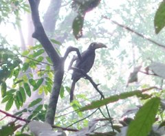 Anorrhinus galeritus