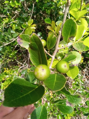 Flacourtia indica