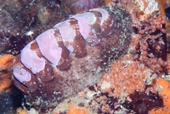 Chaetopleura papilio