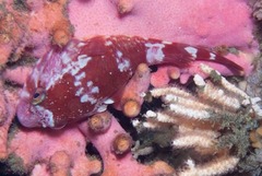 Chorisochismus dentex