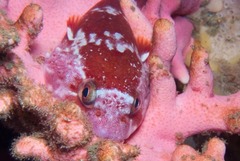 Chorisochismus dentex