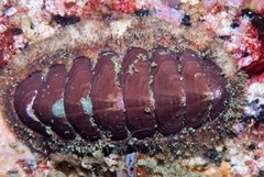 Chaetopleura papilio