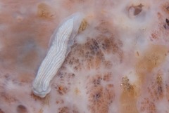 Dermatobranchus albineus