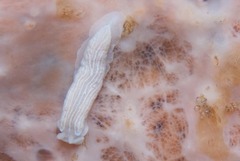 Dermatobranchus albineus