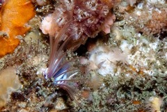 Austromegabalanus cylindricus