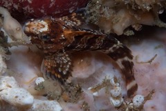 Scartella emarginata