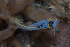 Polycera sp-a