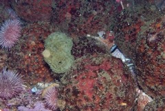 Dromidia hirsutissima