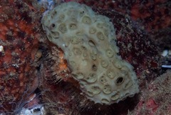 Dromidia hirsutissima