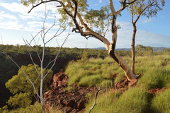 Eucalyptus leucophloia