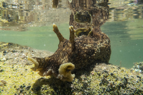 White-speckled Seahare