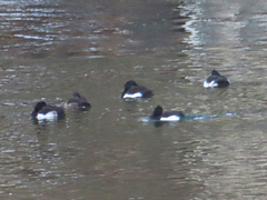 Aythya fuligula