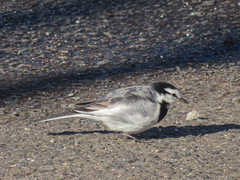 Motacilla alba lugens