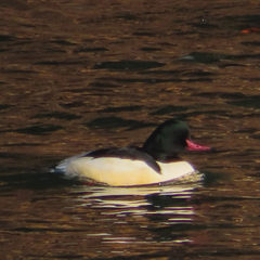 Mergus merganser