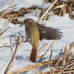 Phoenicurus auroreus