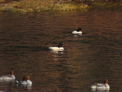 Mergus merganser