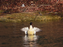 Mergus merganser